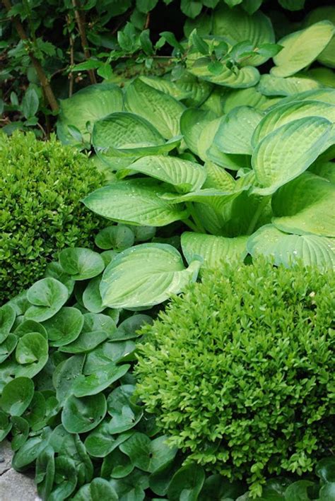 Valg af planter til din skyggehave